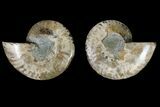 Agatized Ammonite Fossil - Madagascar #145914-1